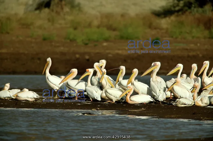 : Great White Pelican - group by water : Great White Pelican - group by water