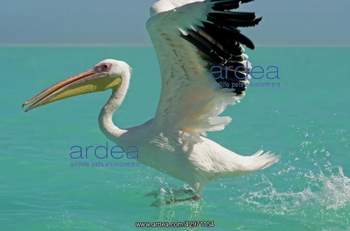 : Great White Pelican - landing on water : Great White Pelican - landing on water