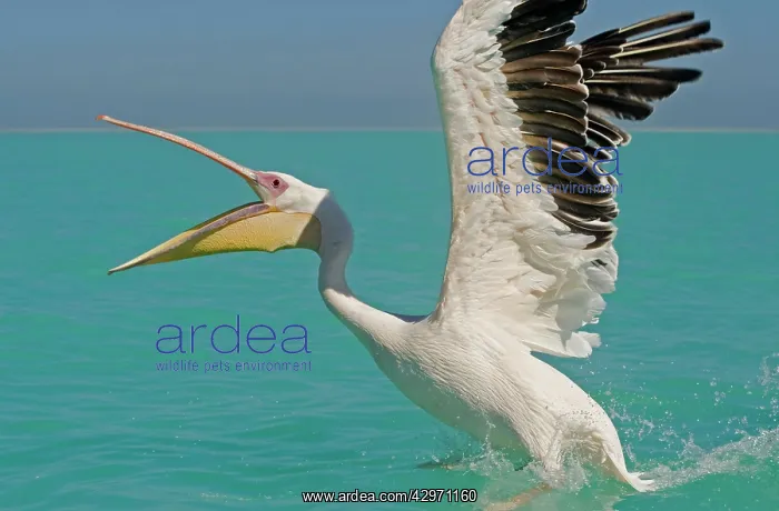 : Great White Pelican - landing on water : Great White Pelican - landing on water