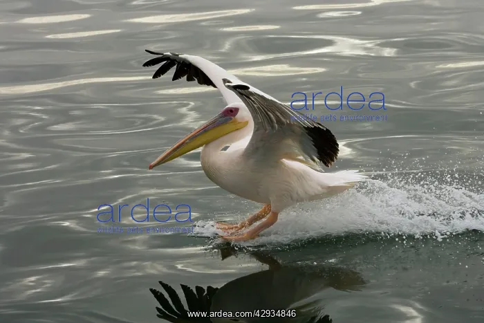 : Great White Pelican - Landing on water near Walvis Bay : Great White Pelican - Landing on water near Walvis Bay