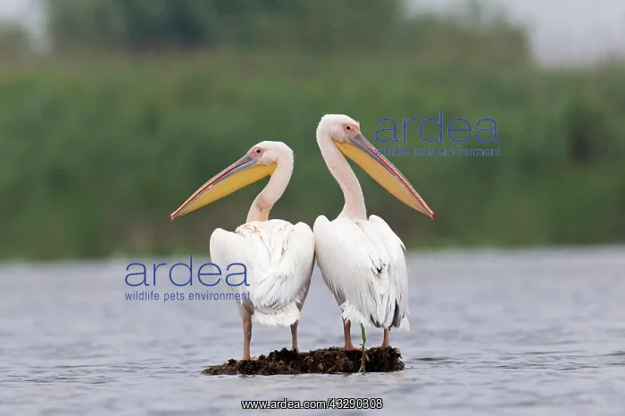 : Great White Pelican (Pelecanus onocrotalus) 2 adults : Great White Pelican (Pelecanus onocrotalus) 2 adults