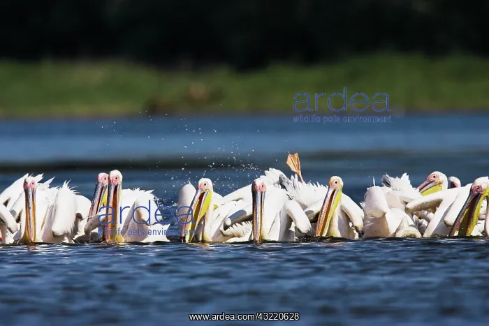 : Great White Pelican (Pelecanus onocrotalus) : Great White Pelican (Pelecanus onocrotalus)