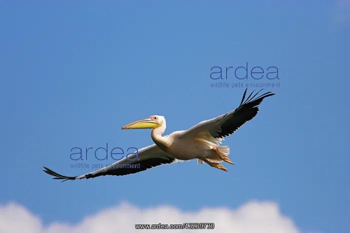  : Great White Pelican (Pelecanus onocrotalus)