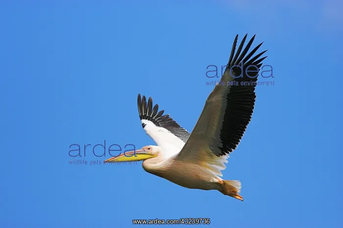 : Great White Pelican (Pelecanus onocrotalus) : Great White Pelican (Pelecanus onocrotalus)
