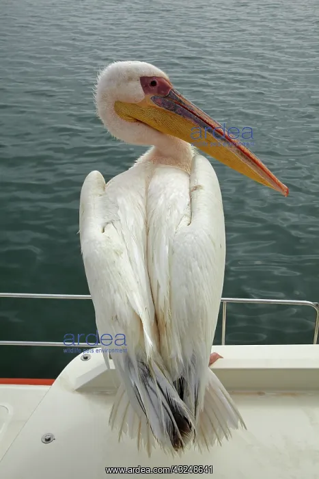 : Great White Pelican, (Pelecanus onocrotalus) : Great White Pelican, (Pelecanus onocrotalus)