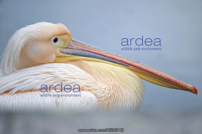 : Great white pelican (Pelecanus onocrotalus), captive : Great white pelican (Pelecanus onocrotalus), captive