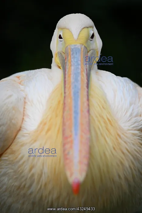 : Great white pelican (Pelecanus onocrotalus), captive : Great white pelican (Pelecanus onocrotalus), captive