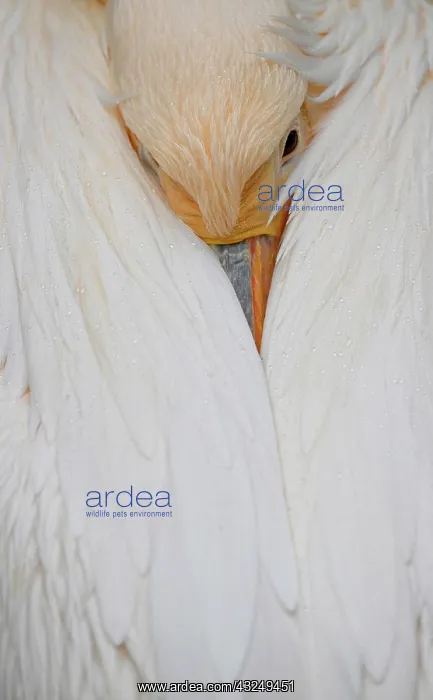 : Great white pelican (Pelecanus onocrotalus), captive : Great white pelican (Pelecanus onocrotalus), captive