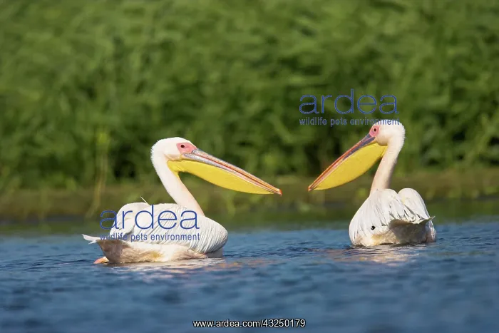 : Great White Pelican (Pelecanus onocrotalus) : Great White Pelican (Pelecanus onocrotalus)
