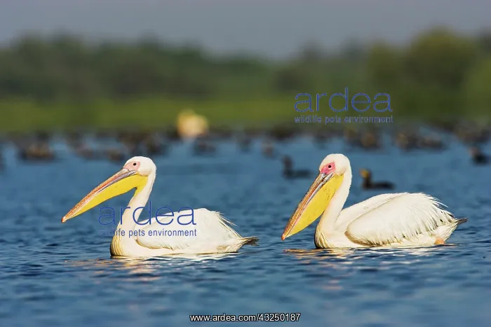 : Great White Pelican (Pelecanus onocrotalus) : Great White Pelican (Pelecanus onocrotalus)