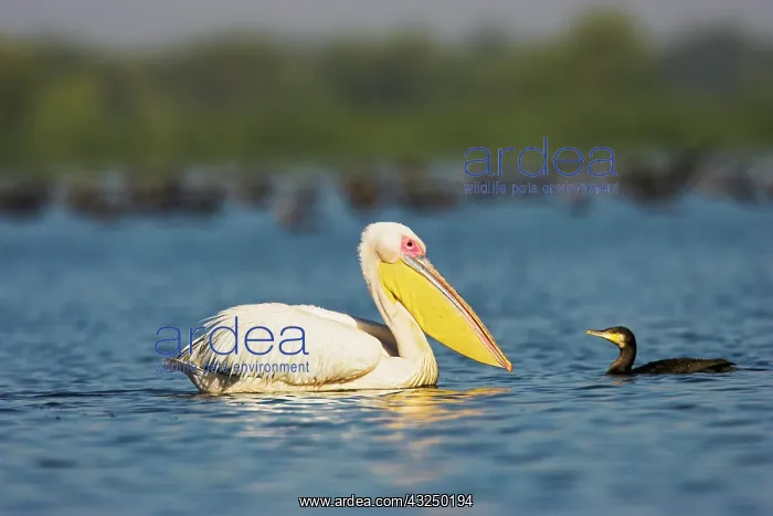: Great White Pelican (Pelecanus onocrotalus) : Great White Pelican (Pelecanus onocrotalus)