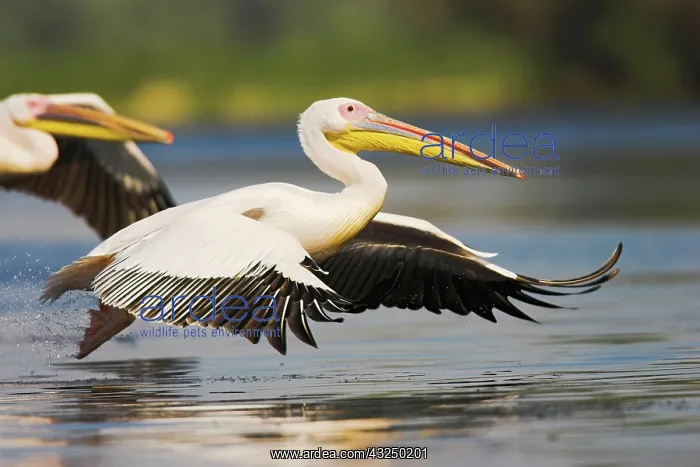 : Great White Pelican (Pelecanus onocrotalus) : Great White Pelican (Pelecanus onocrotalus)
