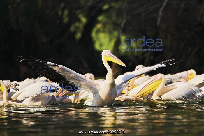 : Great White Pelican (Pelecanus onocrotalus) : Great White Pelican (Pelecanus onocrotalus)