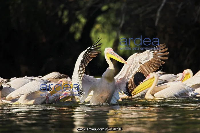 : Great White Pelican (Pelecanus onocrotalus) : Great White Pelican (Pelecanus onocrotalus)