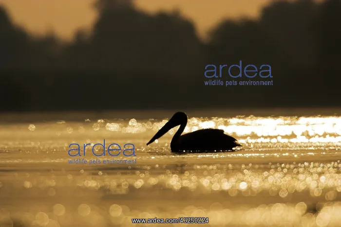 : Great White Pelican (Pelecanus onocrotalus) : Great White Pelican (Pelecanus onocrotalus)
