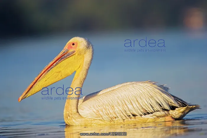 : Great White Pelican (Pelecanus onocrotalus) : Great White Pelican (Pelecanus onocrotalus)
