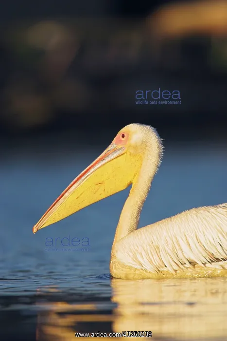 : Great White Pelican (Pelecanus onocrotalus) : Great White Pelican (Pelecanus onocrotalus)