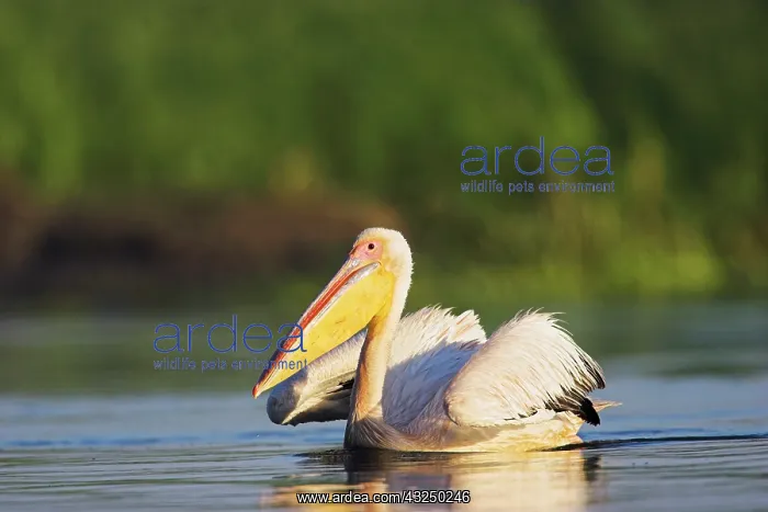 : Great White Pelican (Pelecanus onocrotalus) : Great White Pelican (Pelecanus onocrotalus)