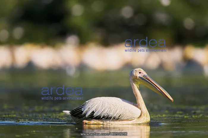 : Great White Pelican (Pelecanus onocrotalus) : Great White Pelican (Pelecanus onocrotalus)