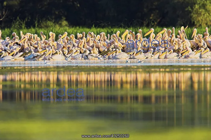 : Great White Pelican (Pelecanus onocrotalus) : Great White Pelican (Pelecanus onocrotalus)