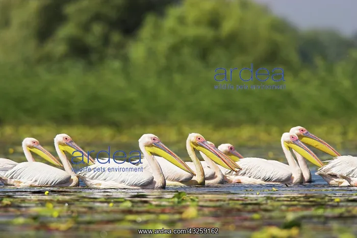 : Great White Pelican (Pelecanus onocrotalus) : Great White Pelican (Pelecanus onocrotalus)