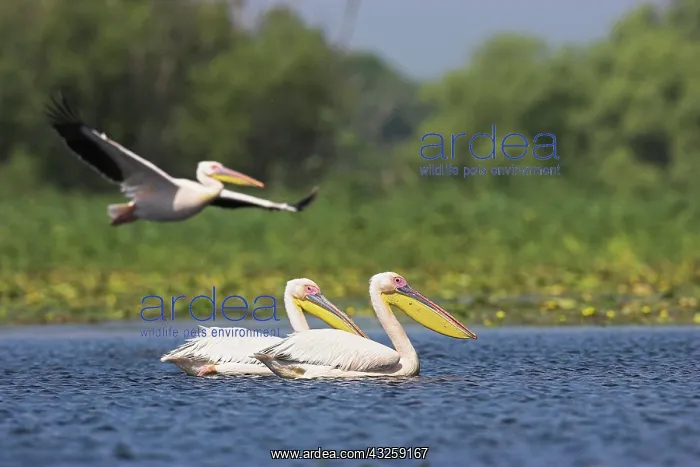 : Great White Pelican (Pelecanus onocrotalus) : Great White Pelican (Pelecanus onocrotalus)