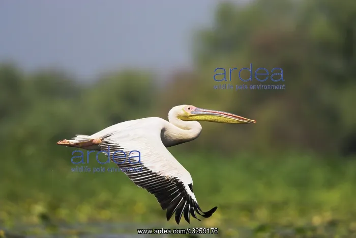 : Great White Pelican (Pelecanus onocrotalus) : Great White Pelican (Pelecanus onocrotalus)