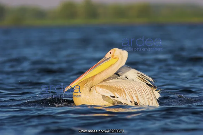 : Great White Pelican (Pelecanus onocrotalus) : Great White Pelican (Pelecanus onocrotalus)