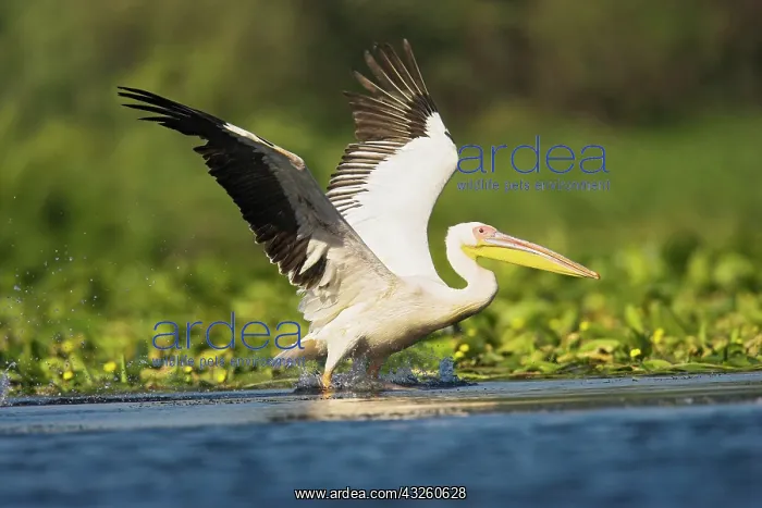 : Great White Pelican (Pelecanus onocrotalus) : Great White Pelican (Pelecanus onocrotalus)