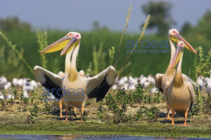  : Great White Pelican (Pelecanus onocrotalus)