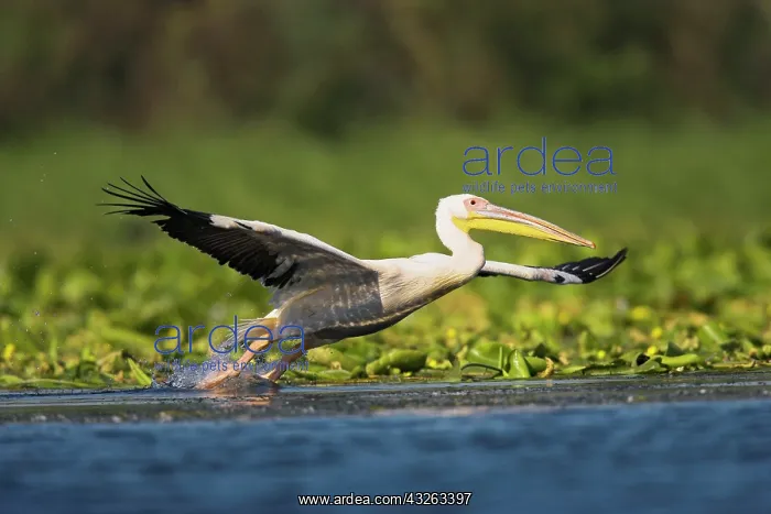 : Great White Pelican (Pelecanus onocrotalus) : Great White Pelican (Pelecanus onocrotalus)