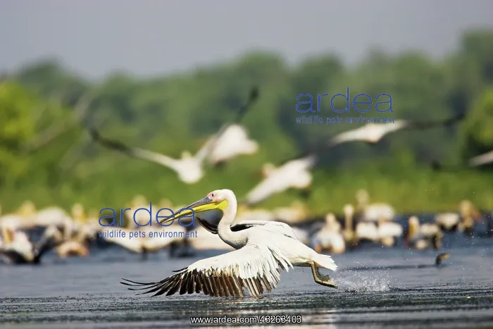 : Great White Pelican (Pelecanus onocrotalus) : Great White Pelican (Pelecanus onocrotalus)