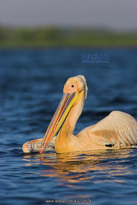 : Great White Pelican (Pelecanus onocrotalus) : Great White Pelican (Pelecanus onocrotalus)