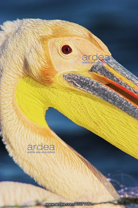 : Great White Pelican (Pelecanus onocrotalus) : Great White Pelican (Pelecanus onocrotalus)