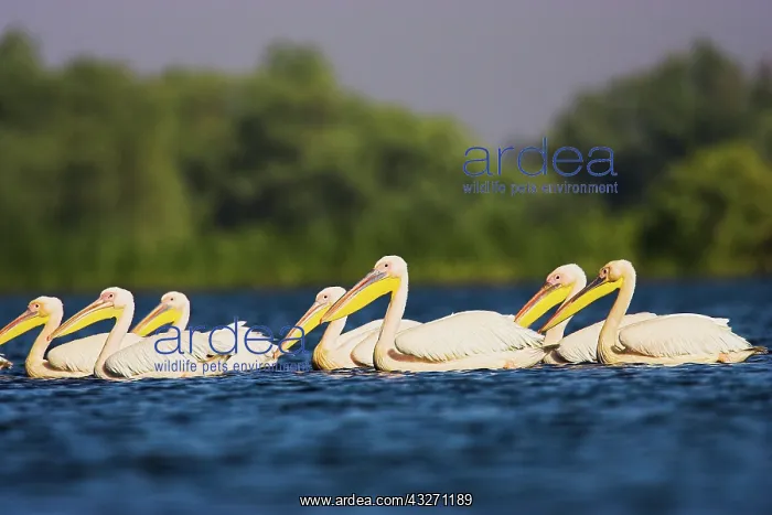: Great White Pelican (Pelecanus onocrotalus) : Great White Pelican (Pelecanus onocrotalus)