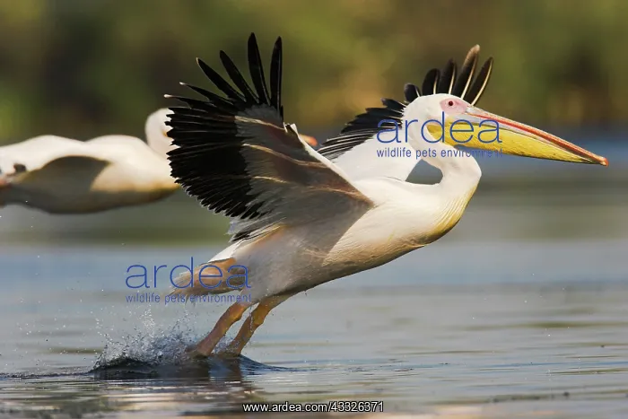 : Great White Pelican (Pelecanus onocrotalus) : Great White Pelican (Pelecanus onocrotalus)