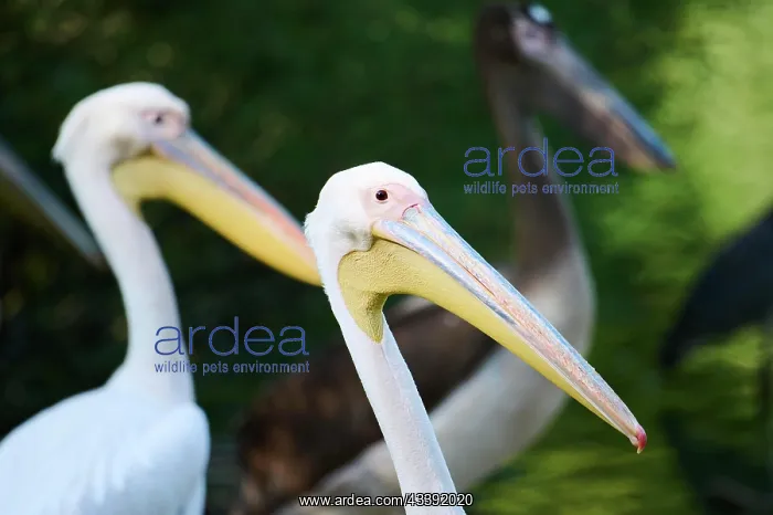 : Great white pelican (Pelecanus onocrotalus), Bavaria : Great white pelican (Pelecanus onocrotalus), Bavaria