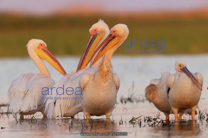 : Great white pelican (Pelecanus onocrotalus), group : Great white pelican (Pelecanus onocrotalus), group