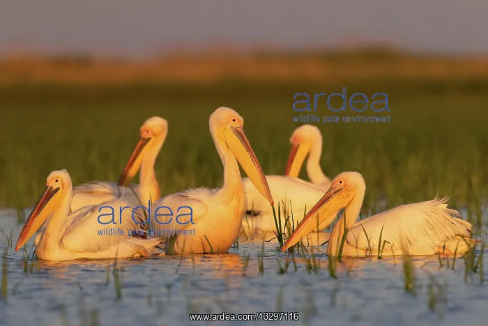 : Great white pelican (Pelecanus onocrotalus), group : Great white pelican (Pelecanus onocrotalus), group