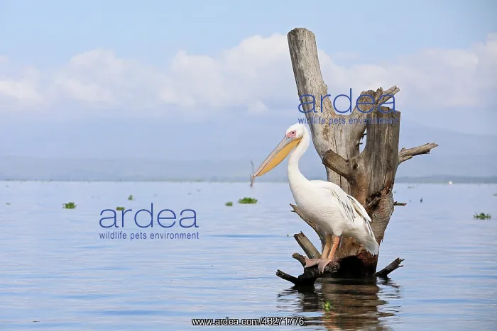 : Great white pelican (Pelecanus onocrotalus), Lake : Great white pelican (Pelecanus onocrotalus), Lake