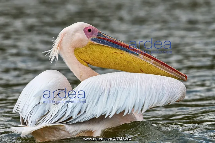 : Great white pelican (Pelecanus onocrotalus), Lake : Great white pelican (Pelecanus onocrotalus), Lake