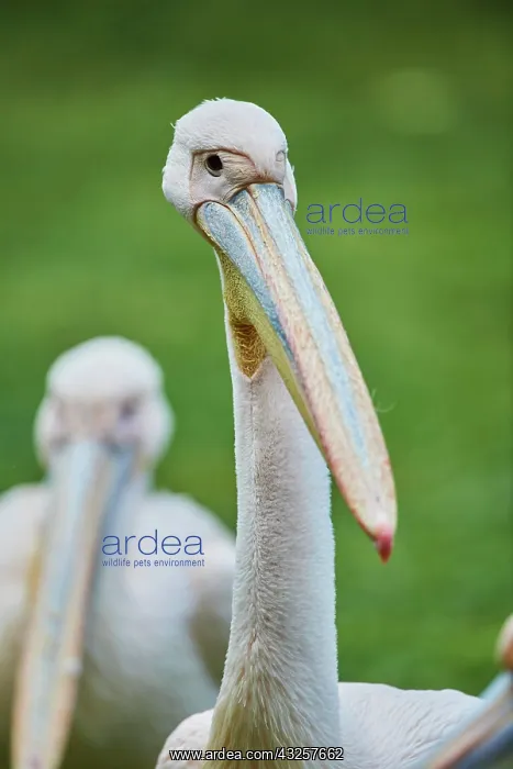 : Great white pelican (Pelecanus onocrotalus) portrait : Great white pelican (Pelecanus onocrotalus) portrait