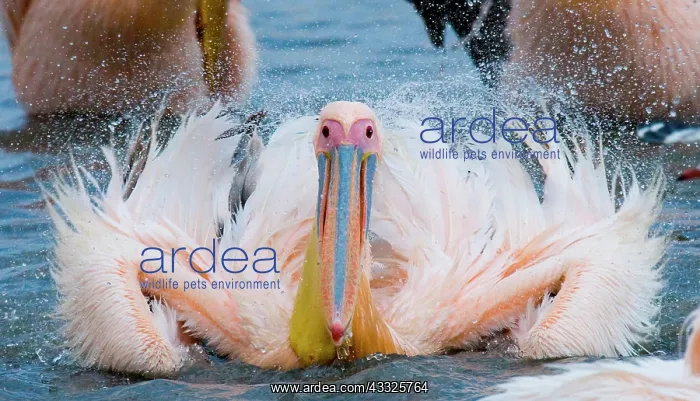 : Great White Pelican (Pelecanus onocrotalus) is s : Great White Pelican (Pelecanus onocrotalus) is s