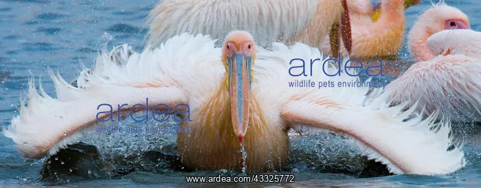 : Great White Pelican (Pelecanus onocrotalus) is s : Great White Pelican (Pelecanus onocrotalus) is s