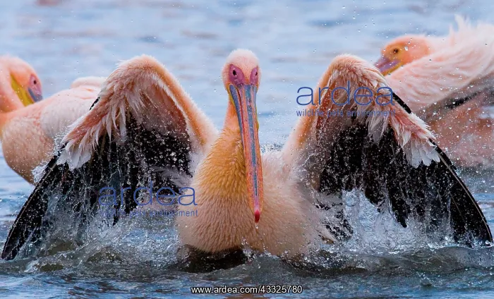 : Great White Pelican (Pelecanus onocrotalus) is s : Great White Pelican (Pelecanus onocrotalus) is s