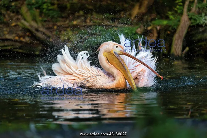 : Great white pelican (Pelecanus onocrotalus) shakes : Great white pelican (Pelecanus onocrotalus) shakes