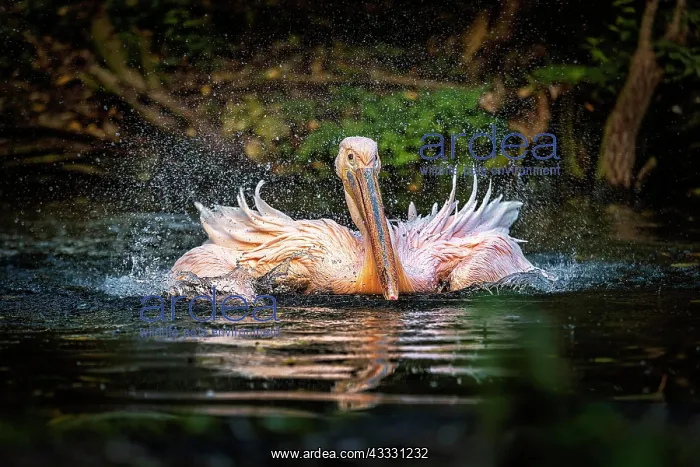 : Great white pelican (Pelecanus onocrotalus) swimming : Great white pelican (Pelecanus onocrotalus) swimming