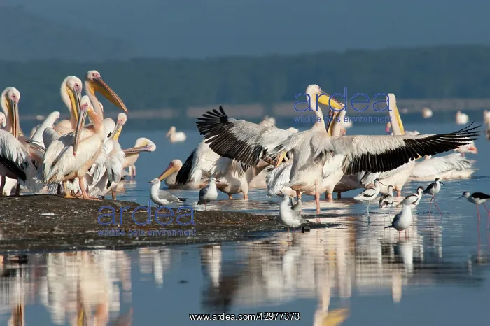 : Great White Pelican - stretching wings : Great White Pelican - stretching wings