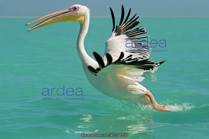 : Great White Pelican - taking off : Great White Pelican - taking off