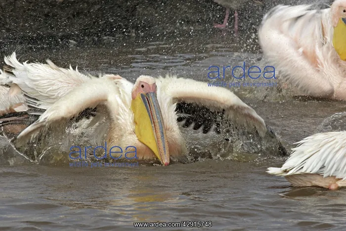 : Great White Pelican - in water : Great White Pelican - in water